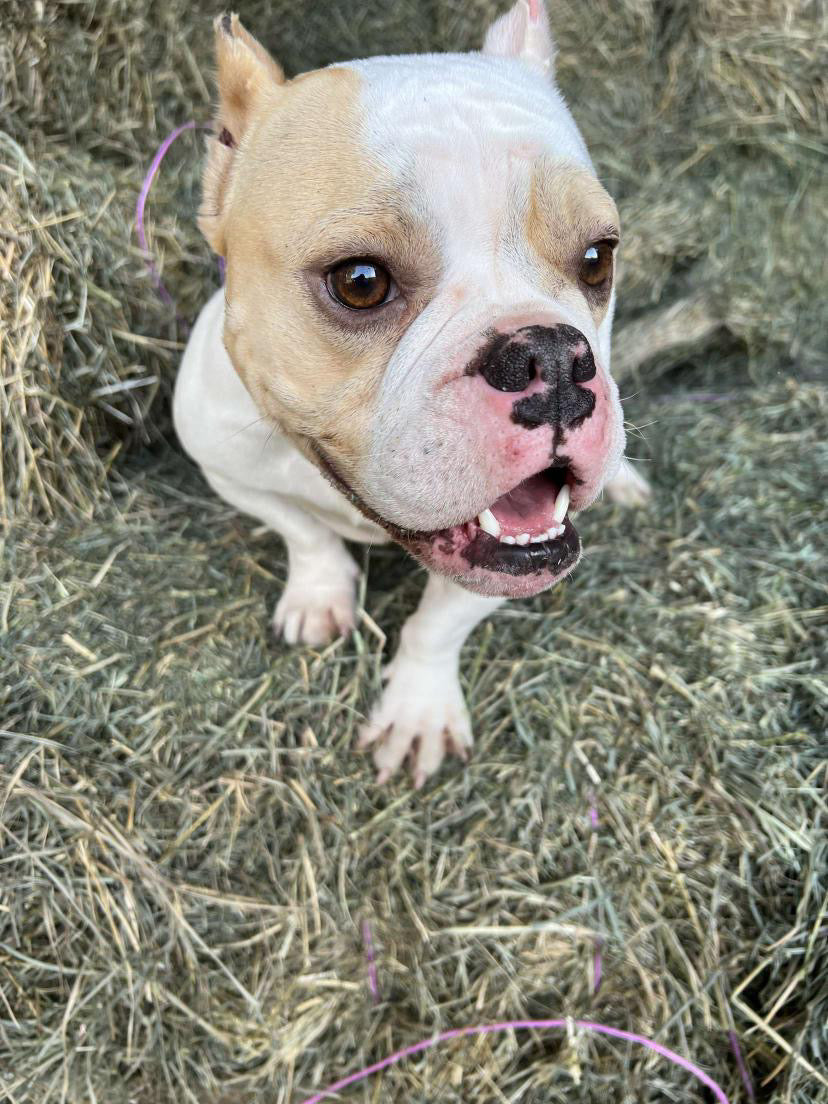 Gretta