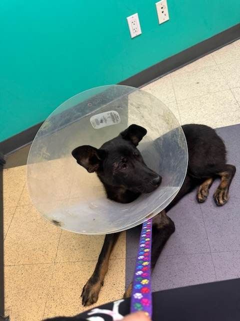 Become a Lifeline for a Rescue Dog