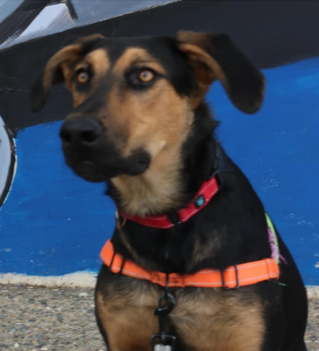 Rufus