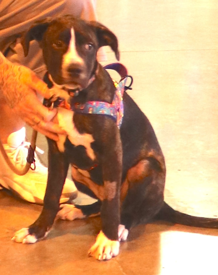 Sponsor a Rescue: Meet Hartlie
