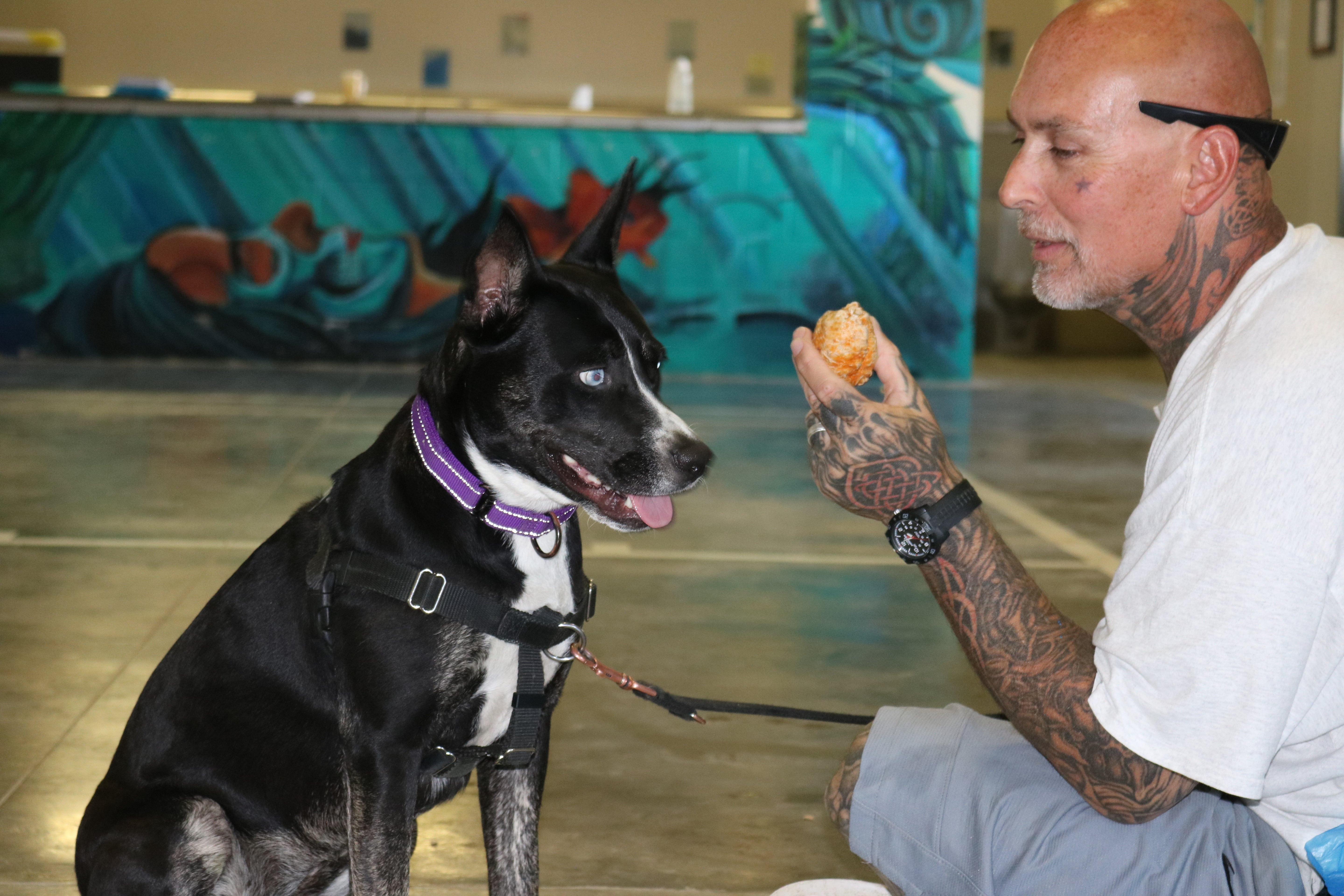 Become a Lifeline for a Rescue Dog
