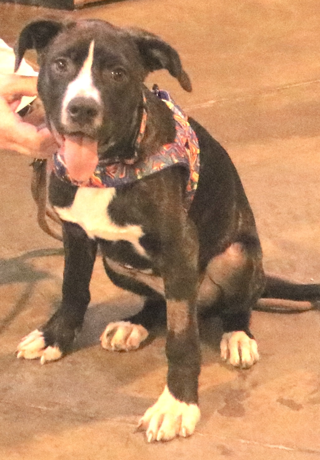 Sponsor a Rescue: Meet Hartlie