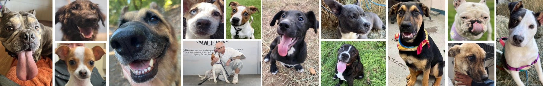 ADOPTABLE DOGS