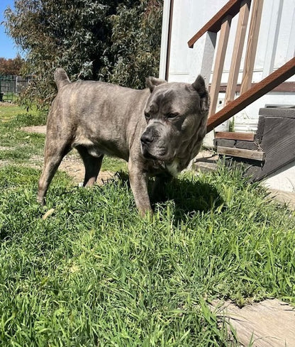 Roscoe