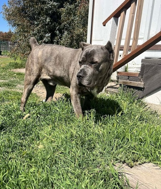 Roscoe