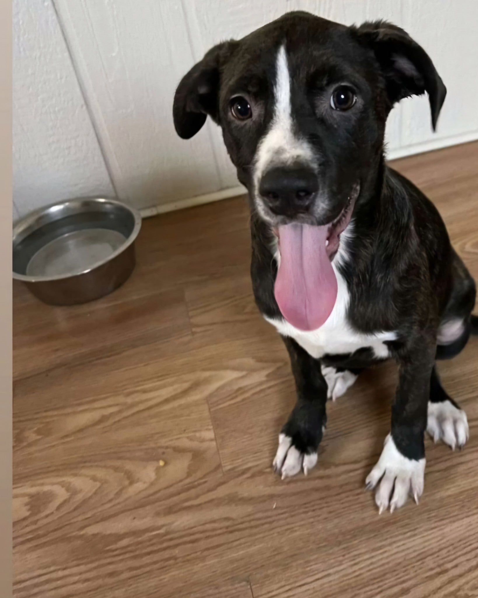 Sponsor a Rescue: Meet Hartlie