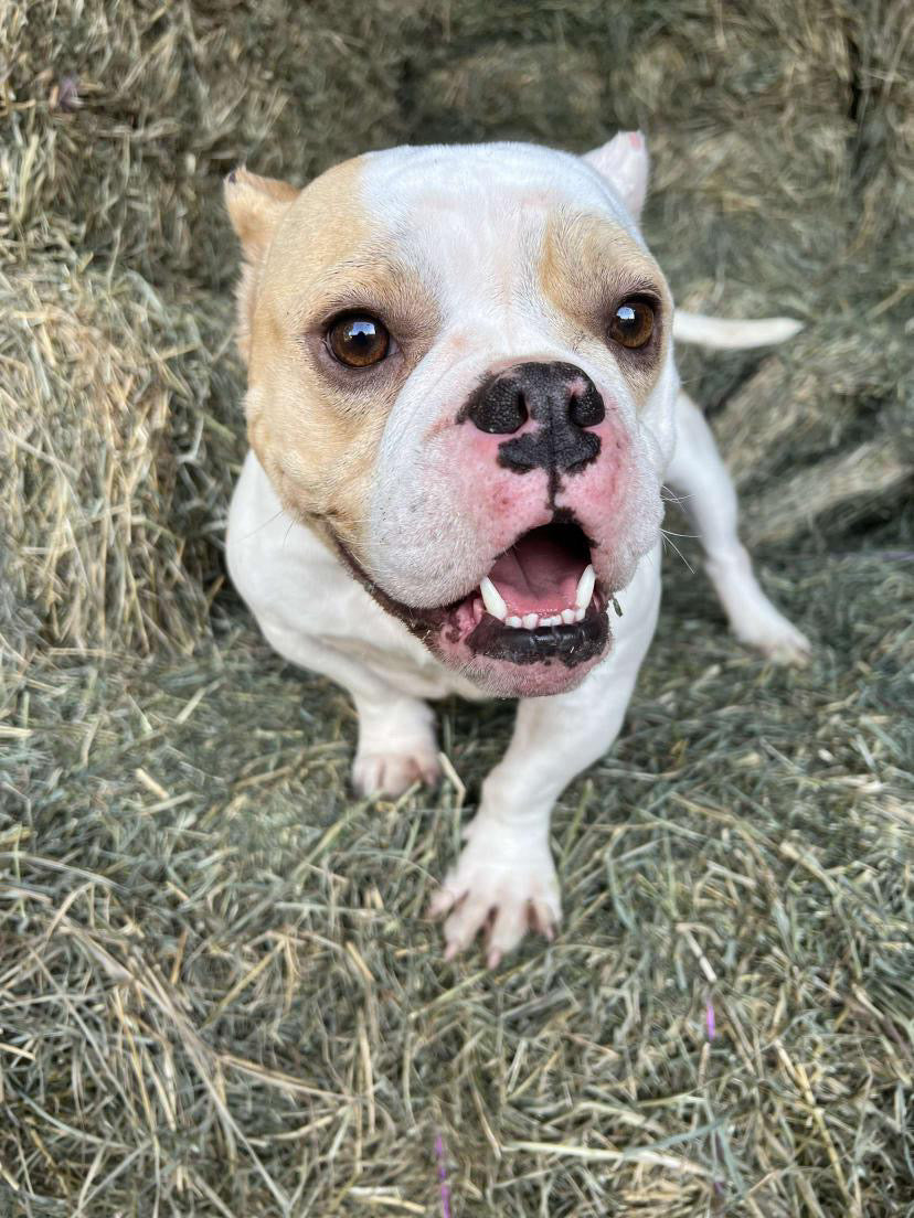 Gretta