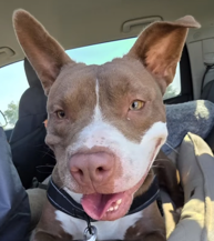 Taz