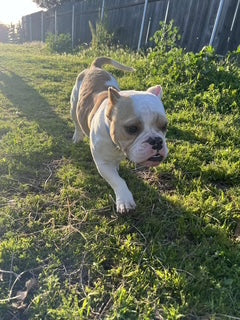 Gretta