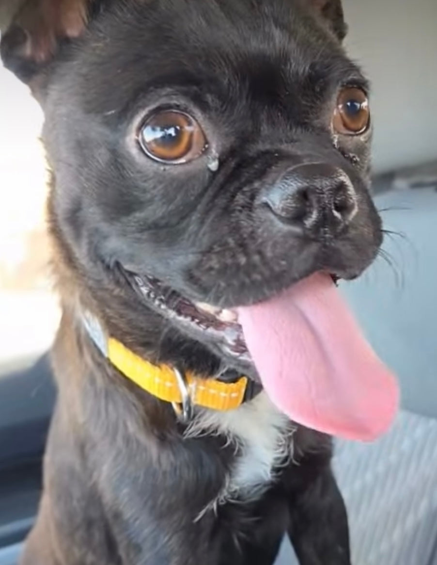 Pugsly