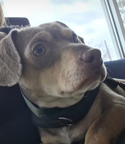 Oscar