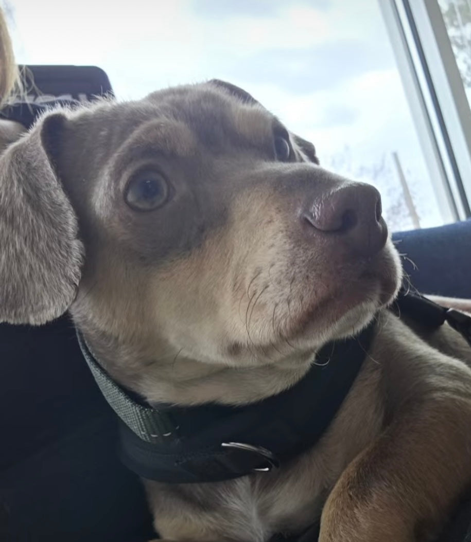 Oscar