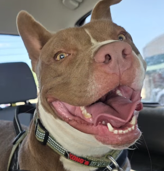 Taz