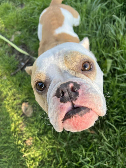 Gretta