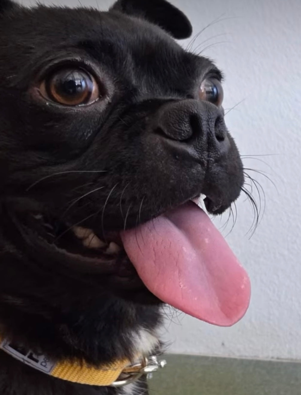 Pugsly