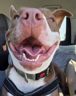Taz