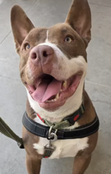 Taz