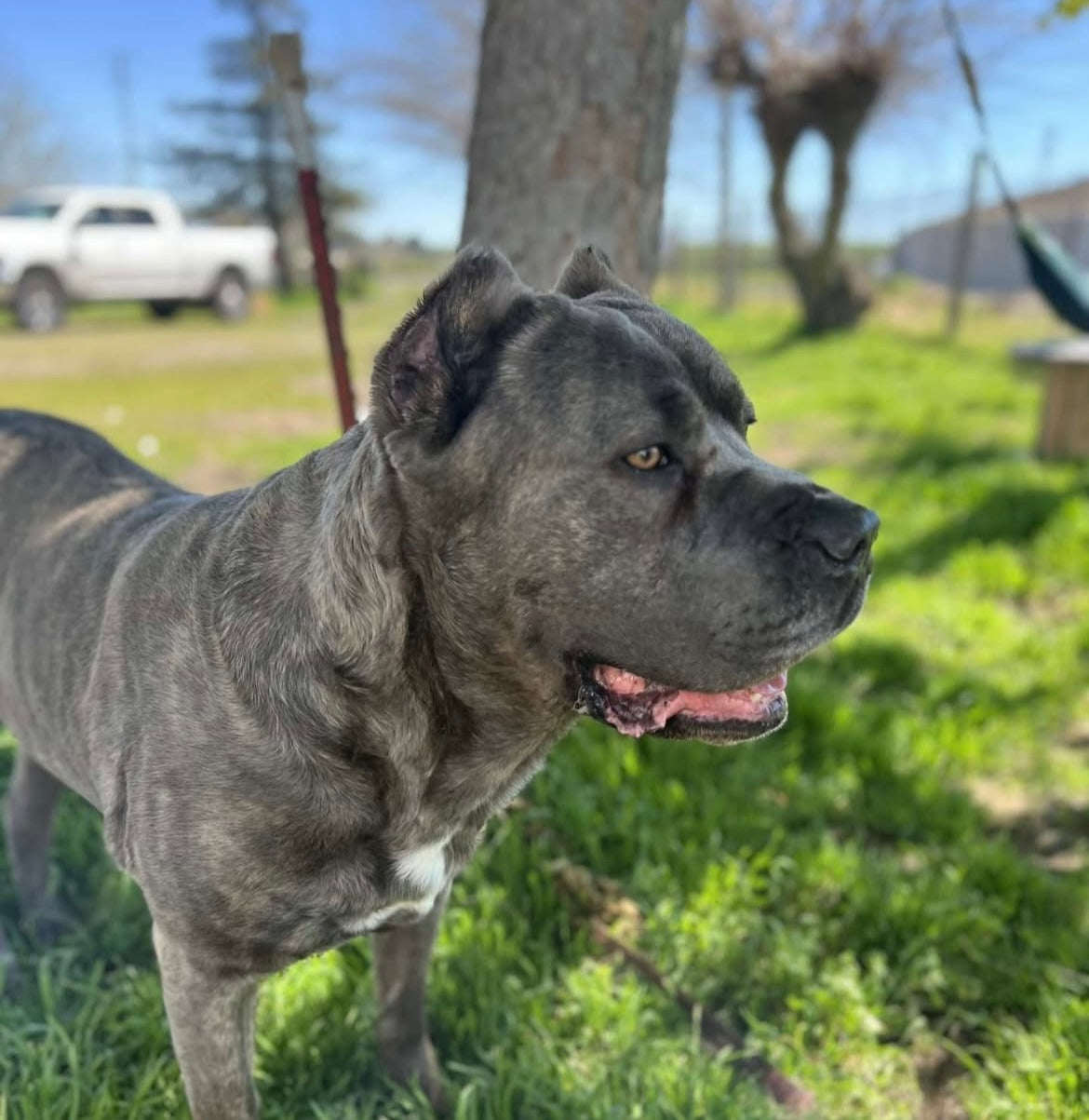 Roscoe