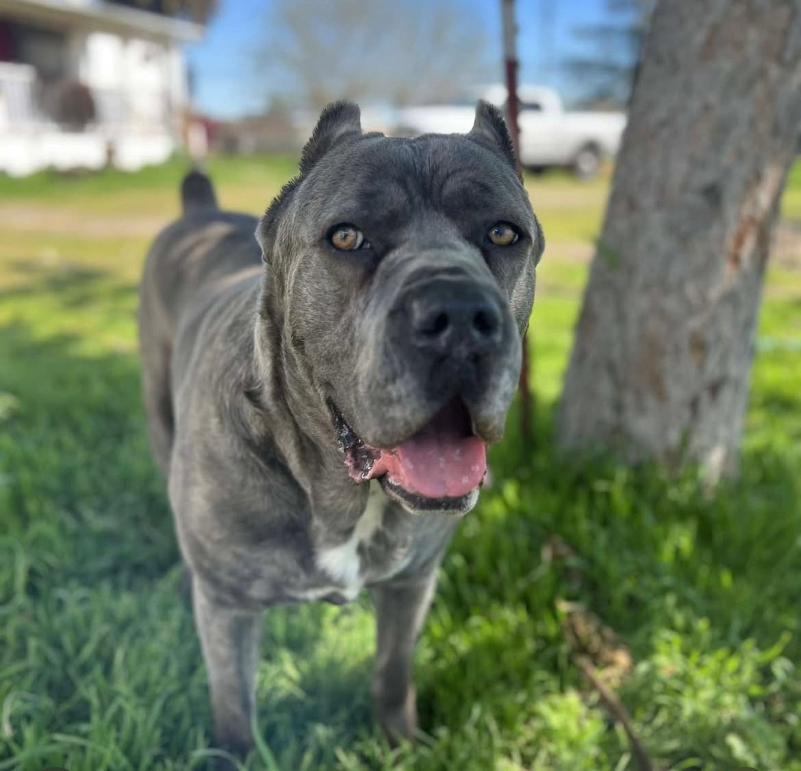 Roscoe