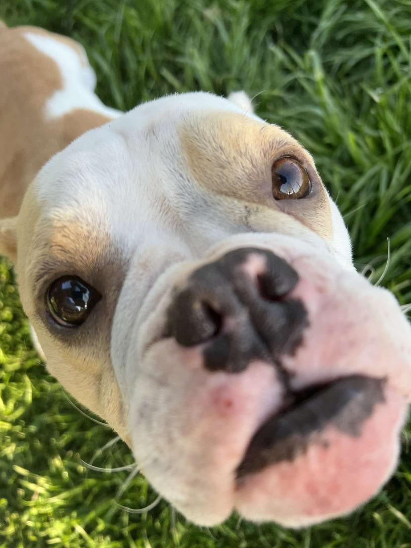 Gretta
