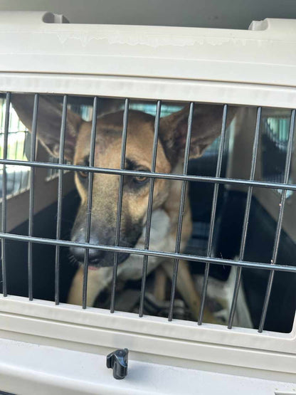 Become a Lifeline for a Rescue Dog