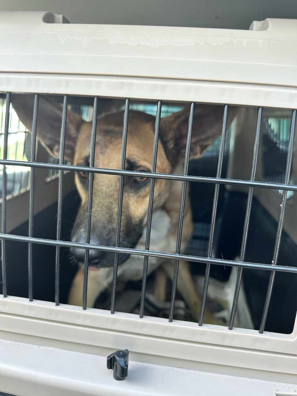 Sponsor the Rescue: Supplies, Food, Medical, Training, Transportation