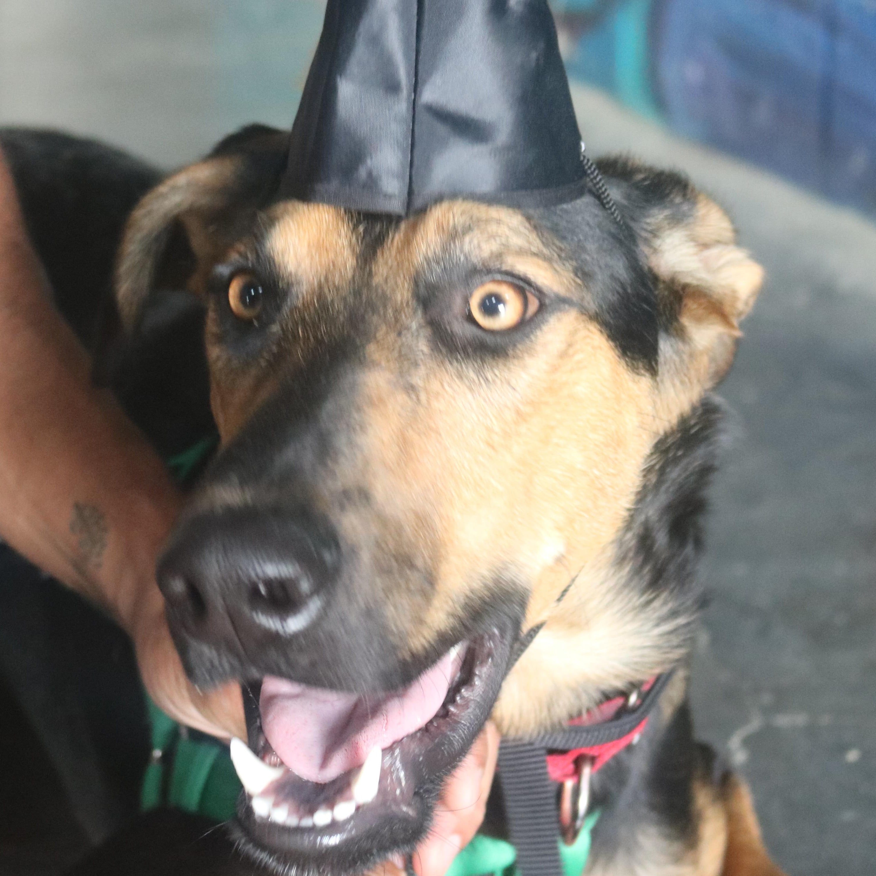 Rufus