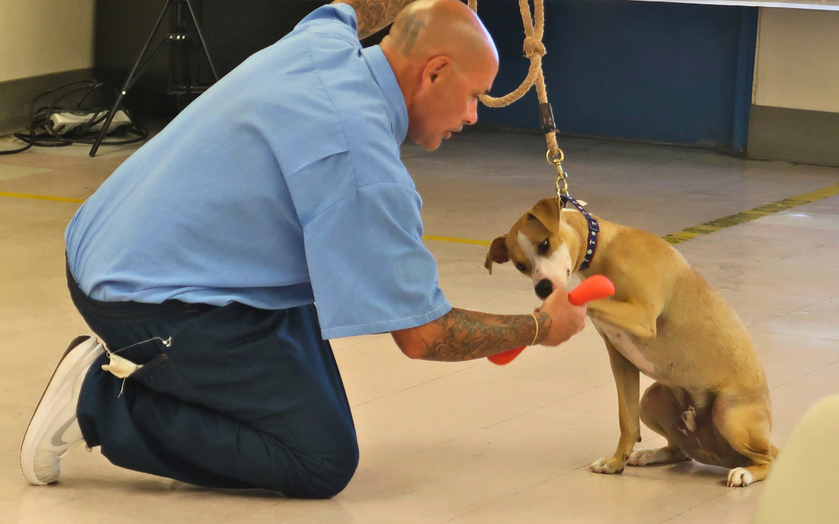 Sponsor a Rescue Dog's Training Journey