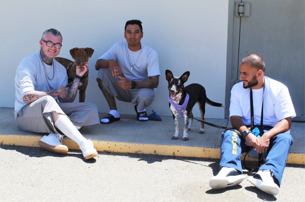 Sponsor a Rescue Dog's Training Journey