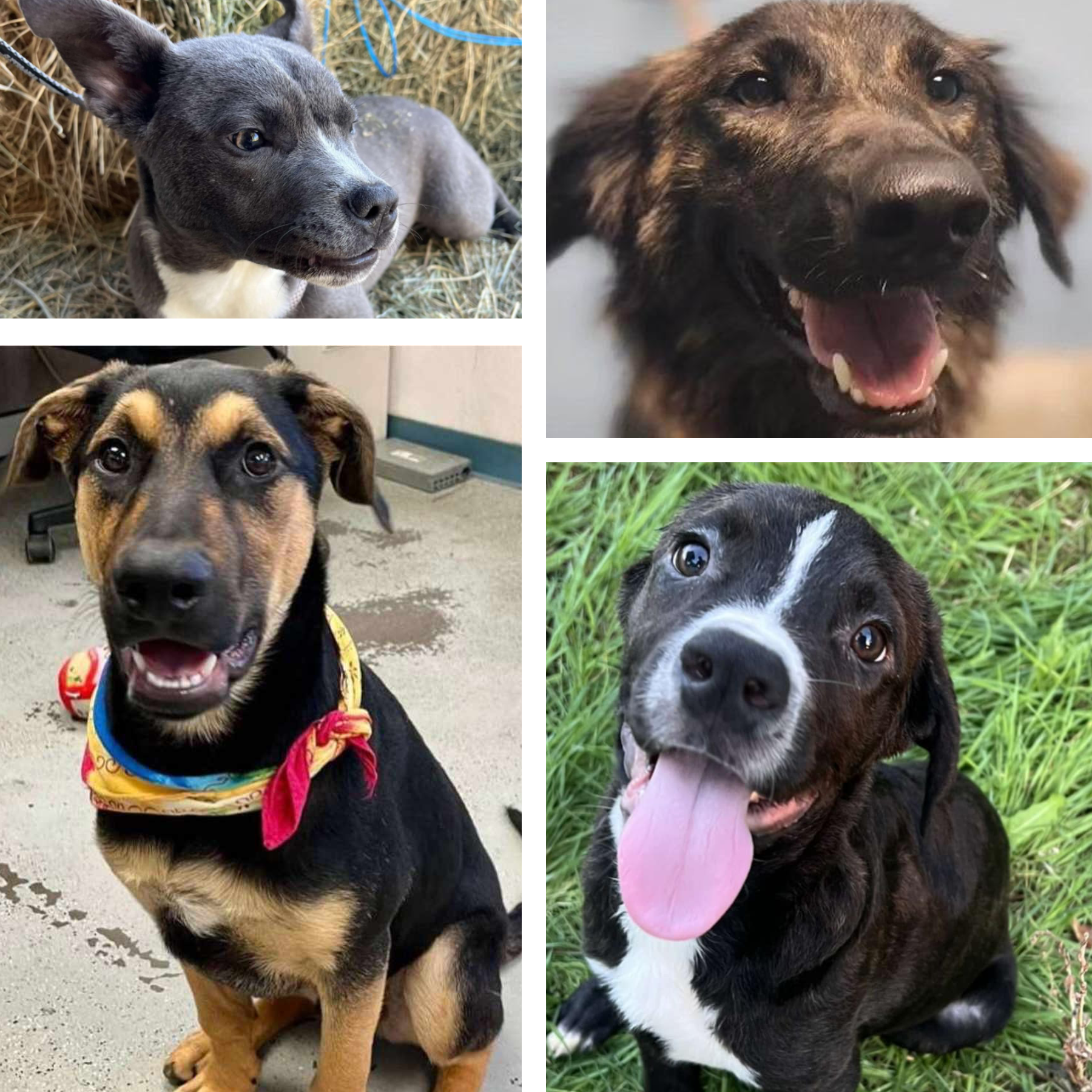 AKC/CGC Certified Trained Rescue Dogs Coming Soon