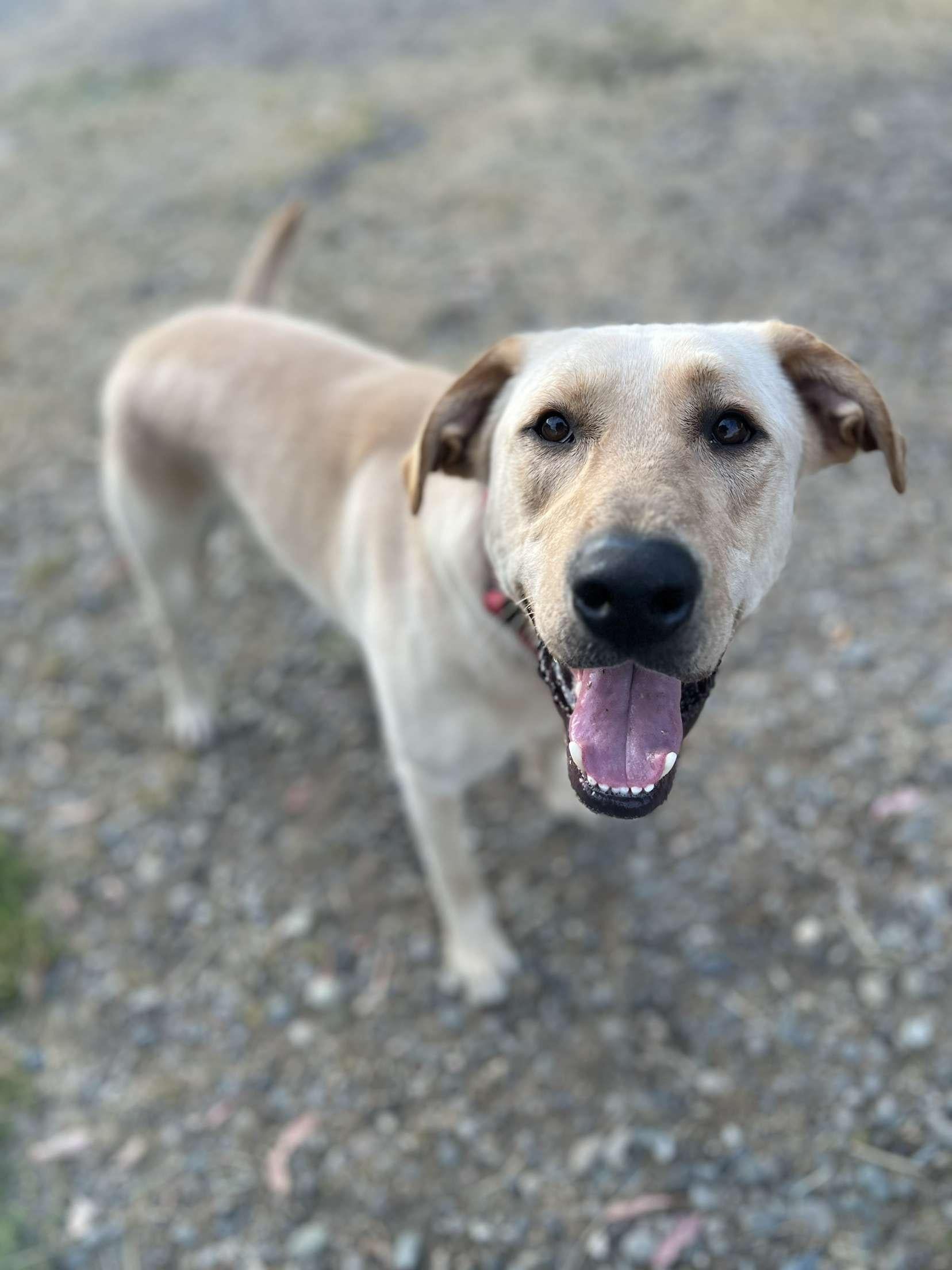 Waylon