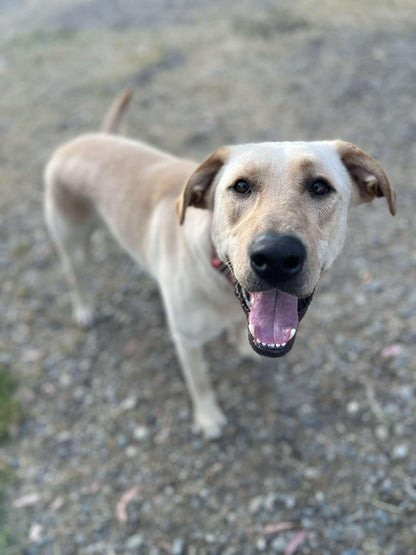 Waylon